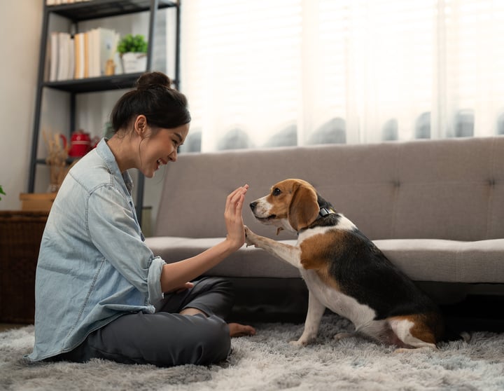 Een jonge vrouw oefent trucjes met haar beagle