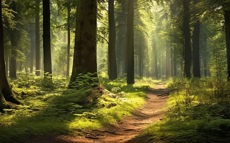 More digitalisation for more trees.